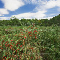 Native Health Fruit Red Wolfberry